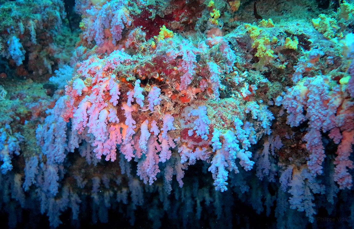 IMG_0271rf_Maldives_Madoogali_Plongee 2_Vihamaafaru_Corail bleu.jpg